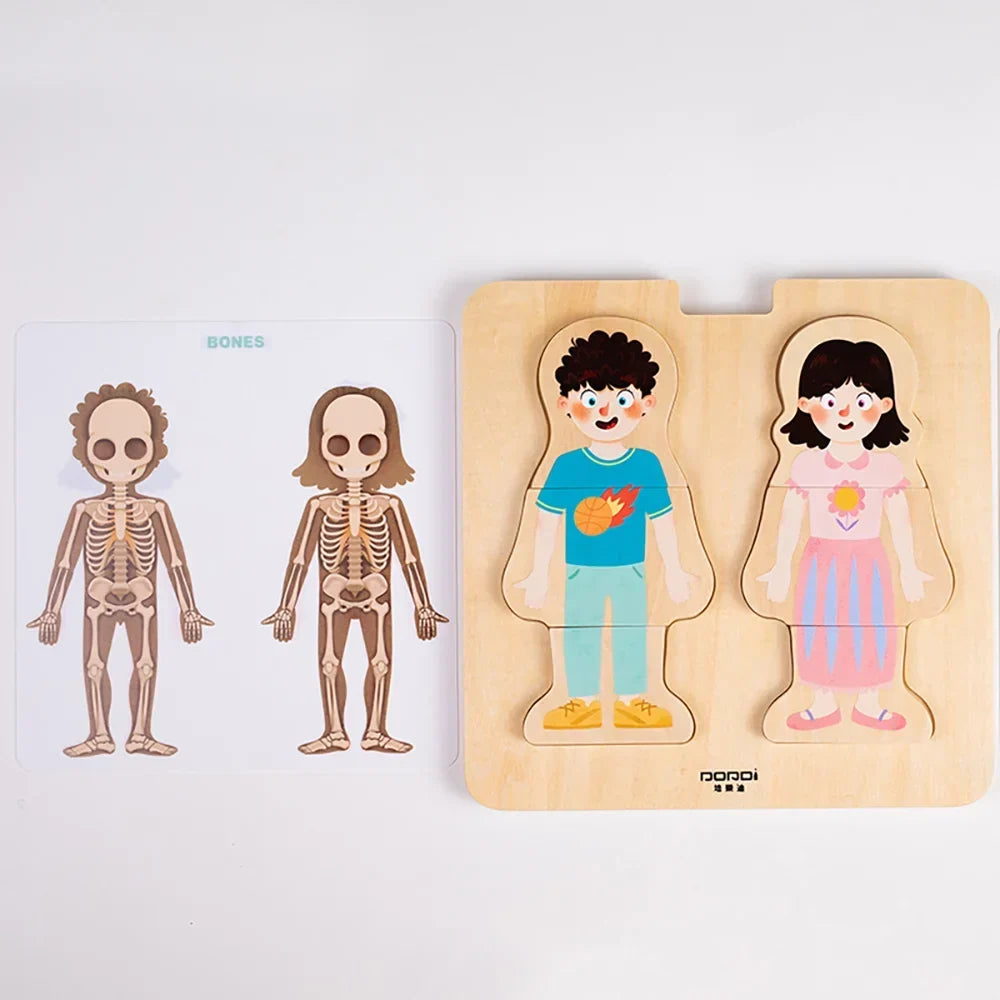 Layered Anatomy Puzzle