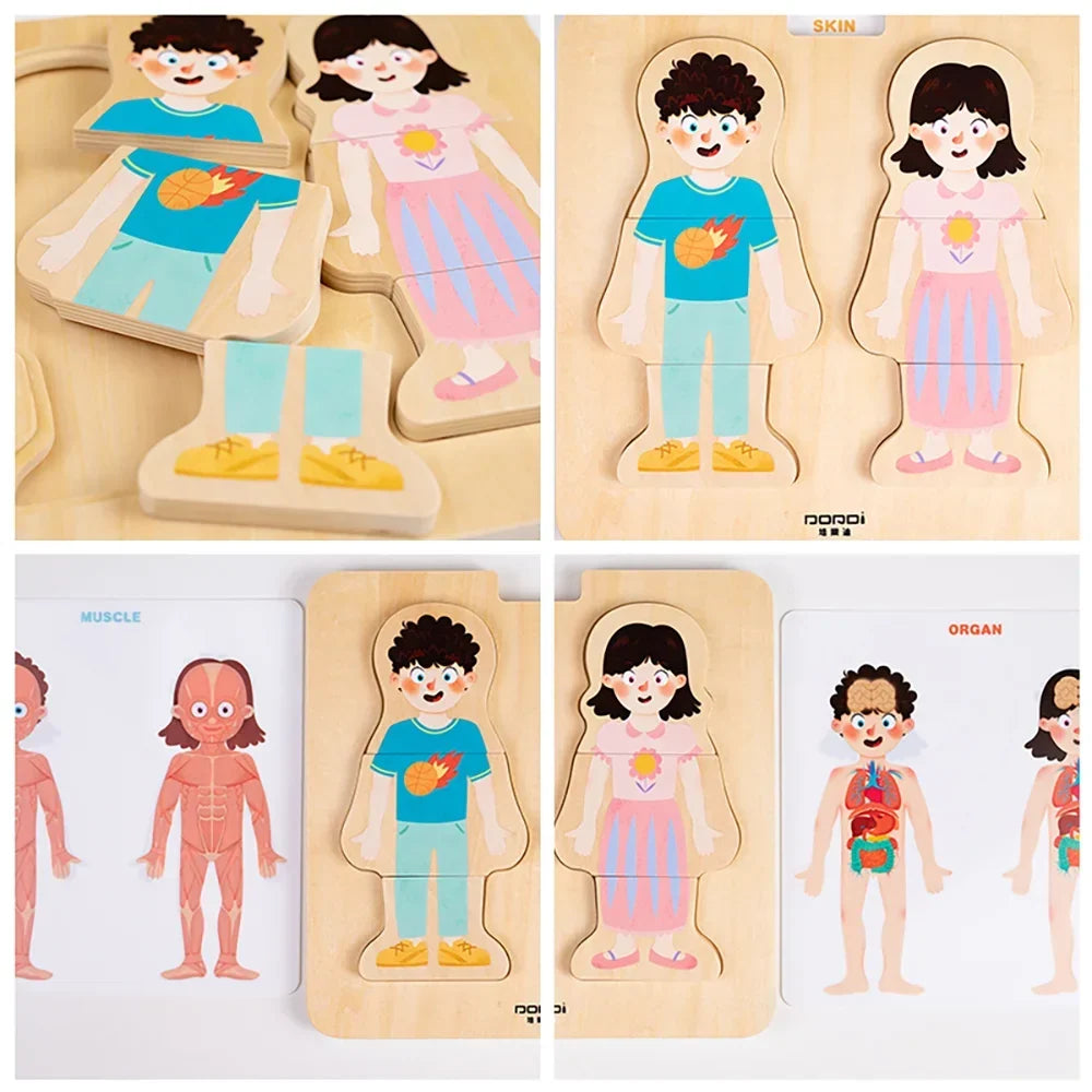 Layered Anatomy Puzzle
