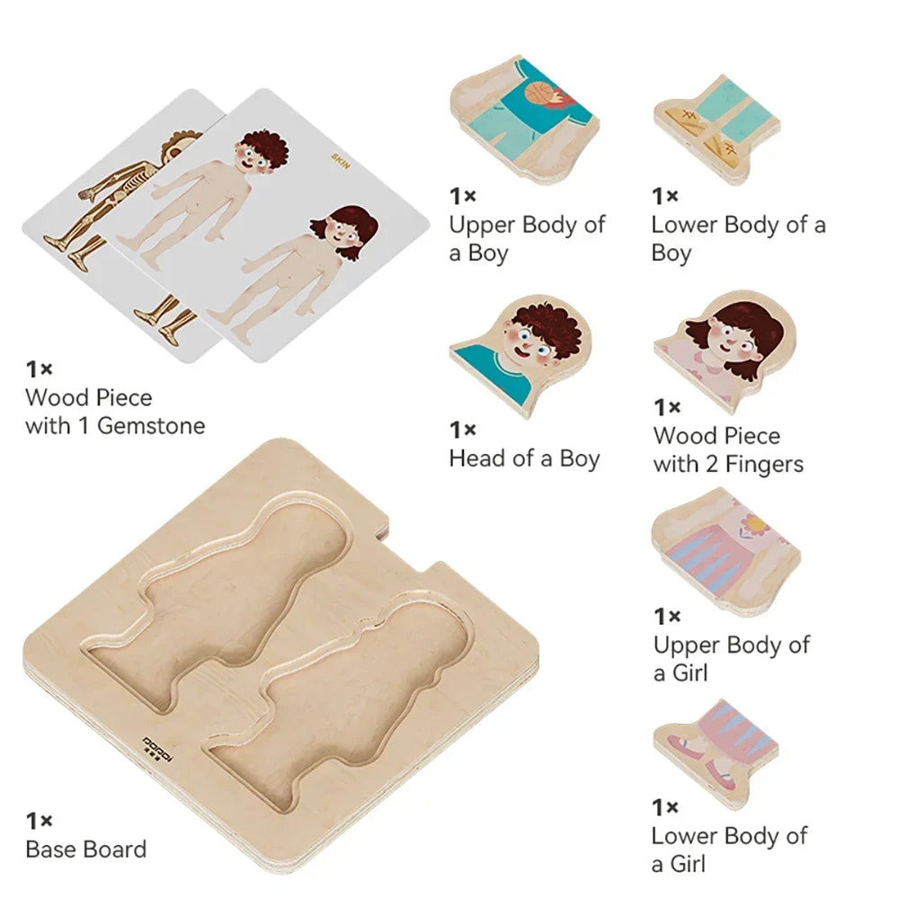 Layered Anatomy Puzzle