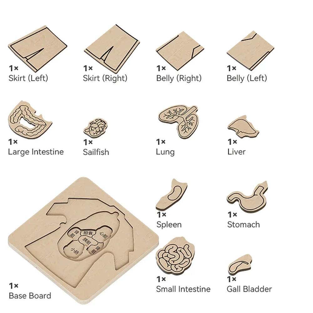 Human Body Puzzle